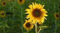 SunFlower seeds for Planting Wildflower Mix Heirloom & GMO Free Seeds for Home Garden