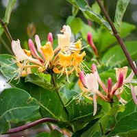 Honeysuckle Flower seeds for Planting Premium Quality Heirloom & GMO Free Seeds for Home Garden