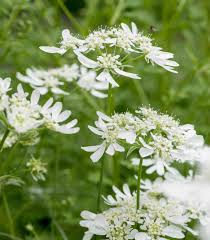 Orlaya Flower seeds for Planting - Seasonal Bloomer, Heirloom & GMO Free Seeds for Home Garden