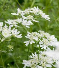 Orlaya Flower seeds for Planting - Seasonal Bloomer, Heirloom & GMO Free Seeds for Home Garden
