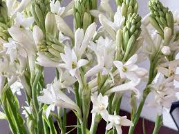 Tuberose Flower seeds for Planting - Vibrant Colors, Heirloom & GMO Free Seeds for Home Garden