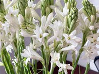 Tuberose Flower seeds for Planting - Vibrant Colors, Heirloom & GMO Free Seeds for Home Garden