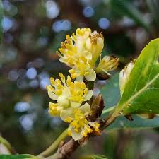 Laurus Nobilis Flower seeds for Planting - Sun Loving, Heirloom & GMO Free Seeds for Home Garden