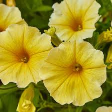 100 Pcs