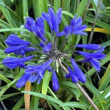 Blue Nile Agapanthus Flower seeds for Planting - Wildflower Mix, Heirloom & GMO Free Seeds for Home Garden