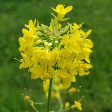 Yellow Edible Rape Flower seeds for Planting - Bright Blooms, Heirloom & GMO Free Seeds for Home Garden
