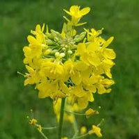 Yellow Edible Rape Flower seeds for Planting - Bright Blooms, Heirloom & GMO Free Seeds for Home Garden
