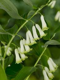 White Polygonatum Flower seeds for Planting - Perfect for Borders, Heirloom & GMO Free Seeds for Home Garden