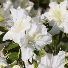 Azalea Blanco Flower seeds for Planting Fragrant Blossoms Heirloom & GMO Free Seeds for Home Garden
