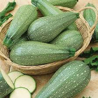 Grey Zucchini Squash Seeds for Planting  Grow Delicious Vegetables