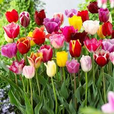 MultiColour Tulip Flower Seeds for Planting Vibrant Colors Heirloom & GMO Free Seeds for Home Garden
 
 Sale