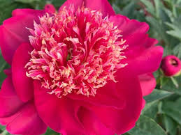 Pink Paeonia Tenuifolia Flower seeds for Planting - Perfect for Borders, Heirloom & GMO Free Seeds for Home Garden