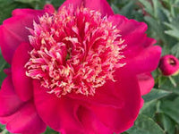 Pink Paeonia Tenuifolia Flower seeds for Planting - Perfect for Borders, Heirloom & GMO Free Seeds for Home Garden