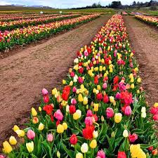 MultiColour Tulip Flower Seeds for Planting Vibrant Colors Heirloom & GMO Free Seeds for Home Garden
 
 Sale
