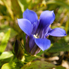 Gentiana Scabra Seeds for Planting - Beautiful Blue Flower Seeds