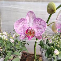White Violet Phalaenopsis Orchid Flower seeds for Planting - Drought Tolerant, Heirloom & GMO Free Seeds for Home Garden