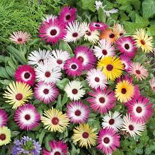 Mesembryanthemum Flower seeds for Planting Compact Growth Heirloom & GMO Free Seeds for Home Garden