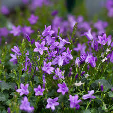 Purple Portenschlagiana Flower seeds for Planting - Pollinator Friendly, Heirloom & GMO Free Seeds for Home Garden