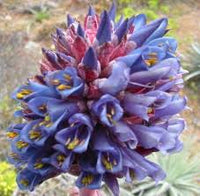 Blue Puya Venusta Flower seeds for Planting - Fragrant Blossoms, Heirloom & GMO Free Seeds for Home Garden