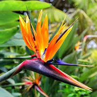 Violet Yellow Strelitzia Flower seeds for Planting - Premium Quality, Heirloom & GMO Free Seeds for Home Garden