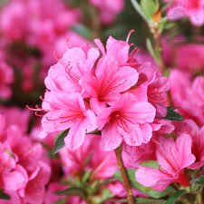 Pink Satsuki Azalea Flower seeds for Planting - Vibrant Colors, Heirloom & GMO Free Seeds for Home Garden
