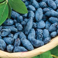 Haskap Fruit Seeds for Planting - Grow Your Own Delicious Haskap Berries