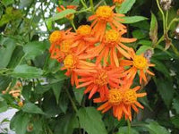 Confusus Mexico Flower seeds for Planting - Perfect for Borders, Heirloom & GMO Free Seeds for Home Garden