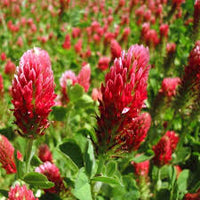 Red Clover Flower seeds for Planting - Easy to Grow, Heirloom & GMO Free Seeds for Home Garden