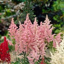 Pink Astilbe Flower seeds for Planting - Low Maintenance, Heirloom & GMO Free Seeds for Home Garden