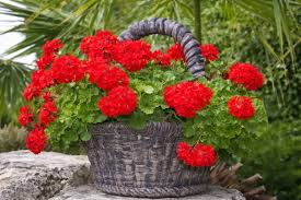 Red Geranium Breakaway Flower Seeds for Vibrant Planting