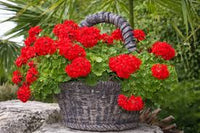 Red Geranium Breakaway Flower Seeds for Vibrant Planting