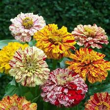 Elegans Peppermint Flower seeds for Planting Garden Favorite Heirloom & GMO Free Seeds for Home Garden
