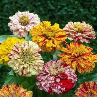 Elegans Peppermint Flower seeds for Planting Garden Favorite Heirloom & GMO Free Seeds for Home Garden