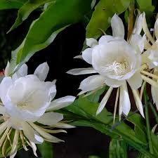 White Epiphyllum Flower Seeds – Fragrant Blooms Heirloom & NonGMO Seeds for Home Garden
 
 Sale