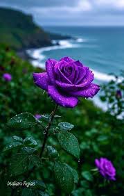 Rose Flower seeds for Planting Compact Growth Heirloom & GMO Free Seeds for Home Garden