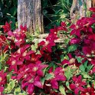 Pink Yellow Clematis Flower seeds for Planting - Cottage Garden Essential, Heirloom & GMO Free Seeds for Home Garden