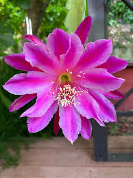 Purple Epiphyllum Oxypetalum Flower seeds for Planting Cottage Garden Essential Heirloom & GMO Free Seeds for Home Garden