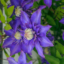 Violet Clematis Flower Seeds for Planting Sun Loving Heirloom & GMO Free Seeds for Home Garden
 
 Sale