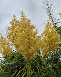 Yellow Beaucarnea Recurvata Flower seeds for Planting - Bright Blooms, Heirloom & GMO Free Seeds for Home Garden