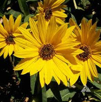 Yellow Maximilian Flower seeds for Planting - Hardy Variety, Heirloom & GMO Free Seeds for Home Garden