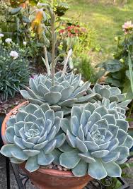 Grey Succulent Flower seeds for Planting Drought Tolerant Heirloom & GMO Free Seeds for Home Garden