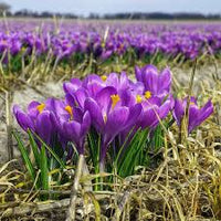 Blue Ocean crocus Flower seeds for Planting - Colorful Display, Heirloom & GMO Free Seeds for Home Garden