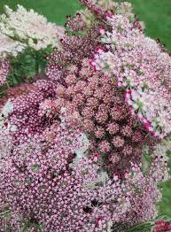 Pink Lace Flower seeds for Planting - Wildflower Mix, Heirloom & GMO Free Seeds for Home Garden