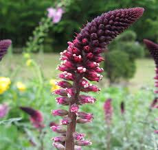 Lysimachia Flower seeds for Planting Perfect for Borders Heirloom & GMO Free Seeds for Home Garden