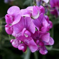Pink Sweet Pea Flower Seeds for Planting Seasonal Bloomer Heirloom & GMO Free Seeds for Home Garden
 
 Sale