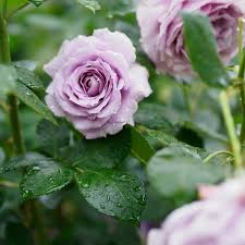 Grey Rose Flower Seeds for Planting Wildflower Mix Heirloom & GMO Free Seeds for Home Garden
 
 Sale
