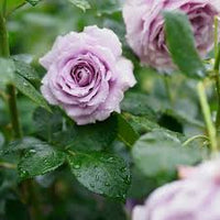 Grey Rose Flower Seeds for Planting Wildflower Mix Heirloom & GMO Free Seeds for Home Garden
 
 Sale