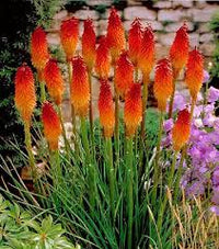 Fresh Caulescens Flower seeds for Planting - Wildflower Mix, Heirloom & GMO Free Seeds for Home Garden
