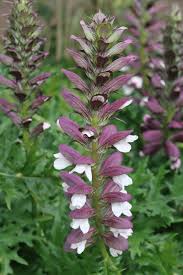 Spiny Acanthus Flowers Seeds