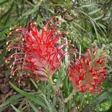 Thick Pink Grevillea Robusta Seeds Flower seeds for Planting Compact Growth Heirloom & GMO Free Seeds for Home Garden